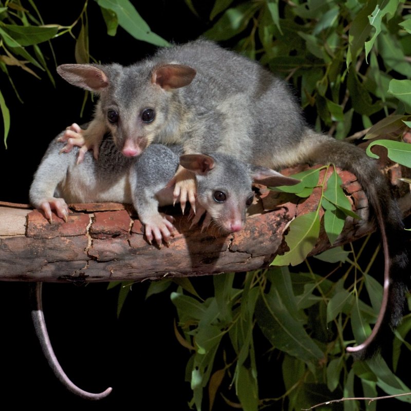 Antechinus male