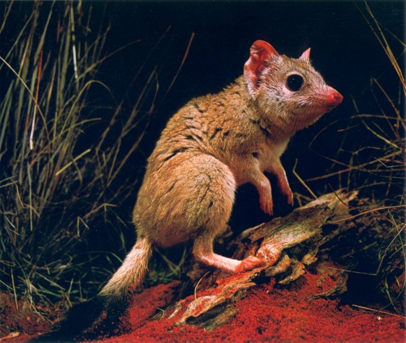 Antechinus stuartii