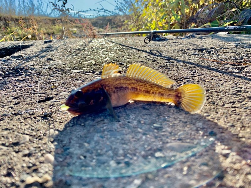 Бычок подкаменщик малек