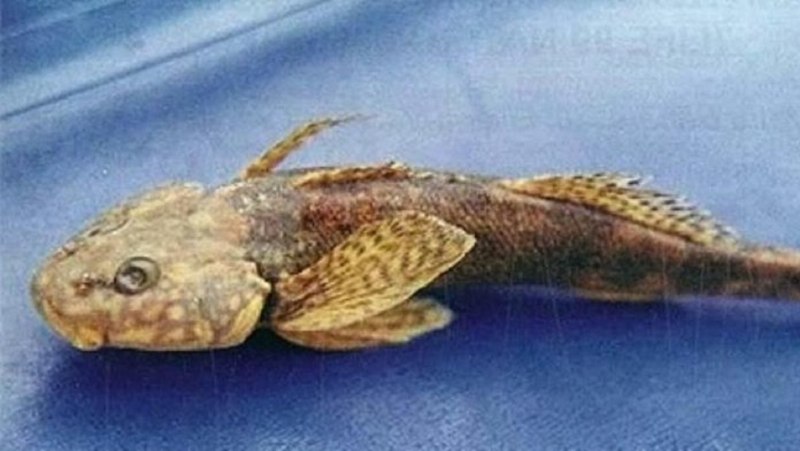 Сахалинский подкаменщик