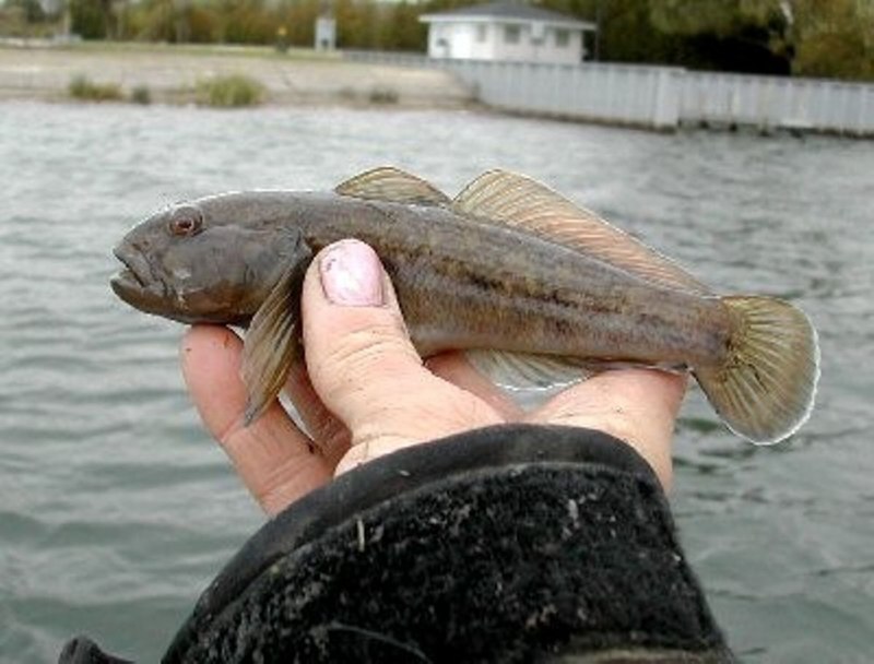 Морской Ерш скорпена Черноморский