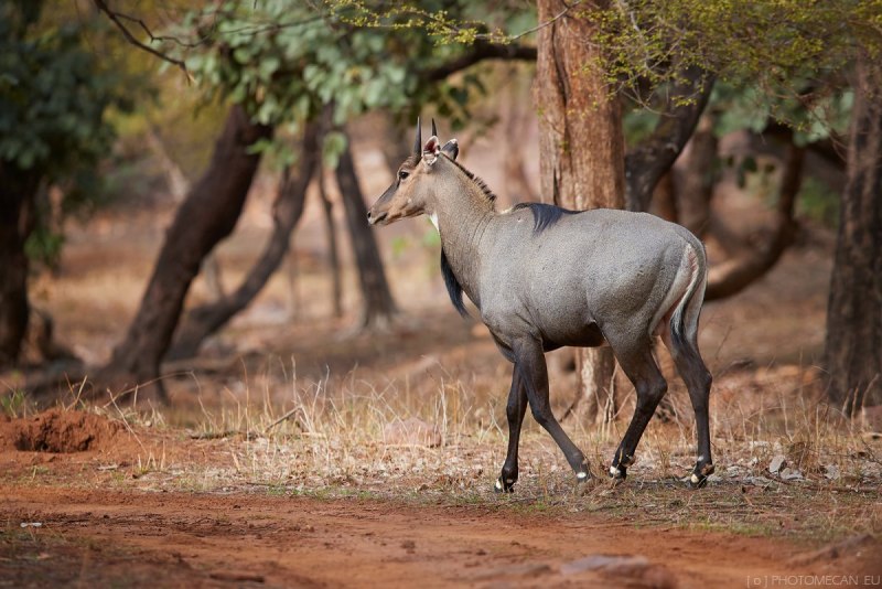 Boselaphus tragocamelus