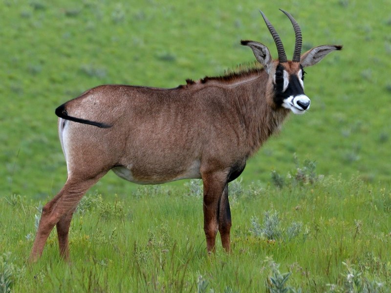 Hippotragus equinus