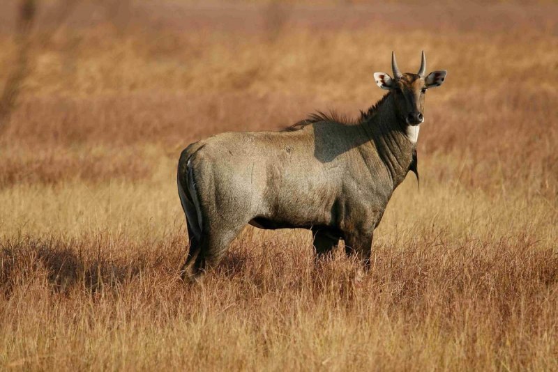 Boselaphus tragocamelus