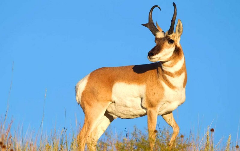 Boselaphus tragocamelus