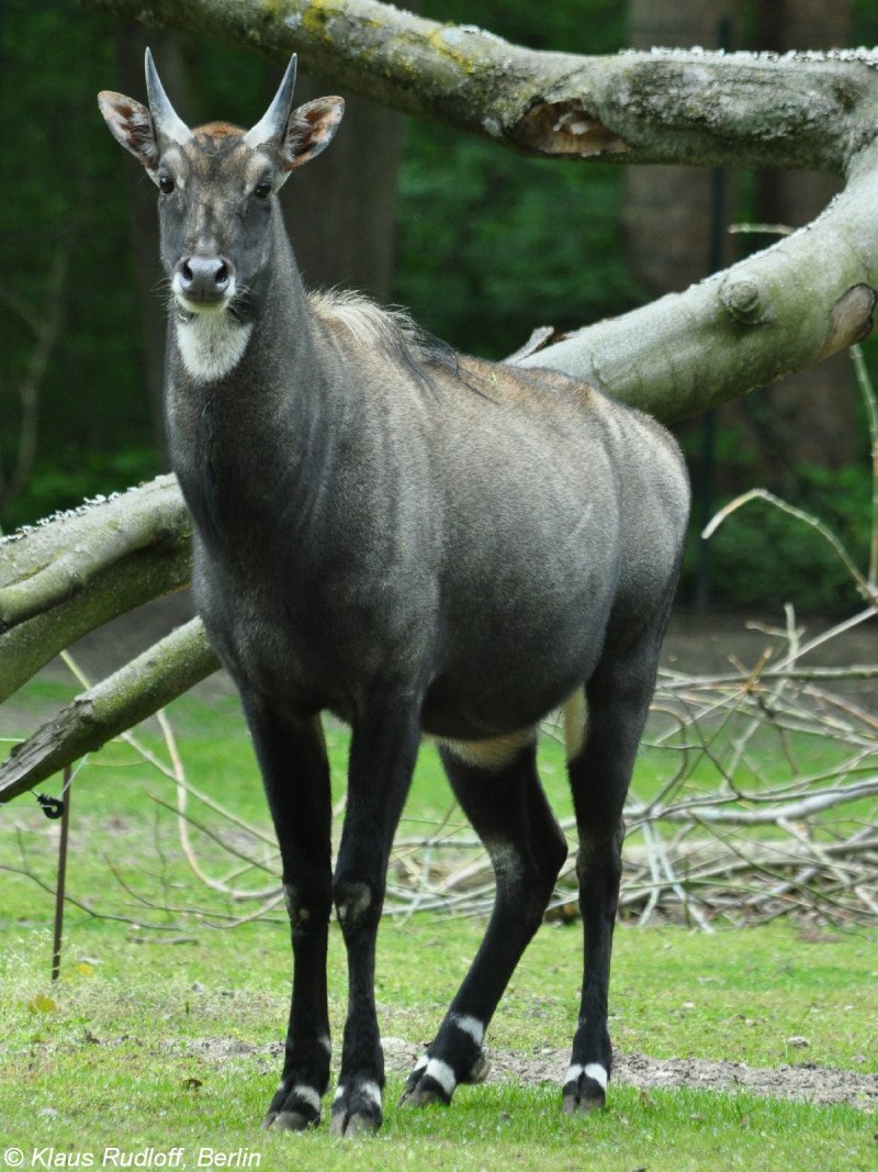 Hippotragus equinus