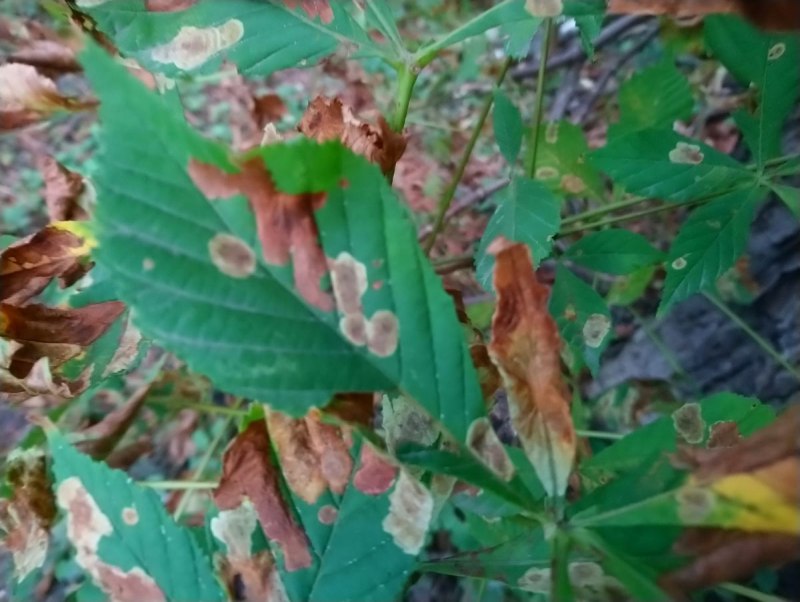 Phyllonorycter populifoliella