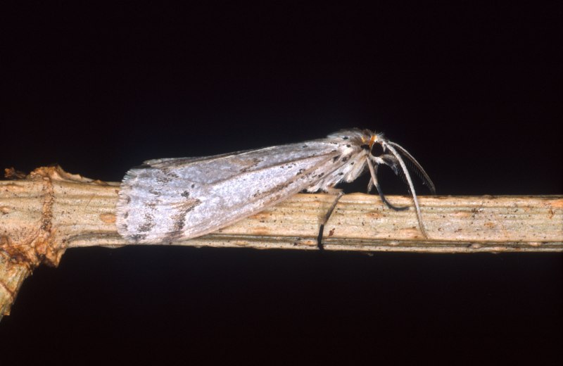 Phyllocnistis citrella Pupa