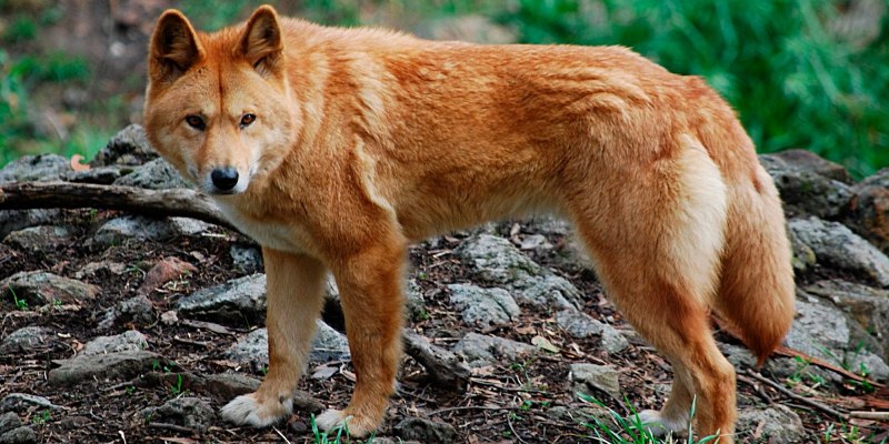 Canis armbrusteri