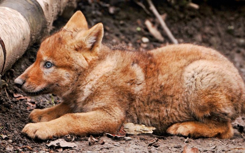 Moly Red Wolf видео