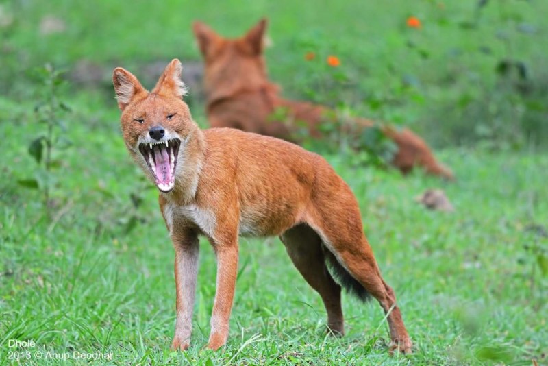 Волк canis Lupus морда