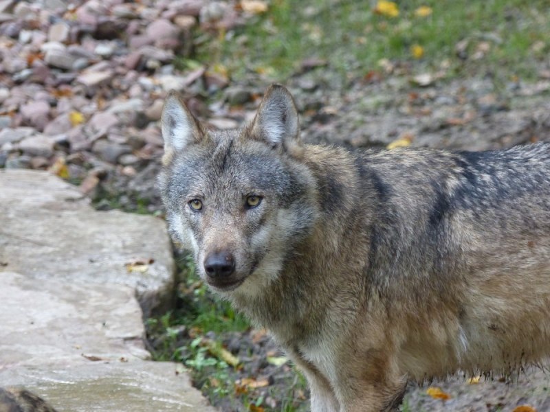Moly Red Wolf Jolyn