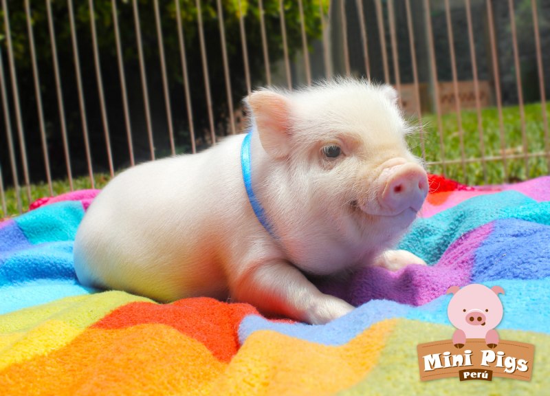 Мини Пиги мини майялино