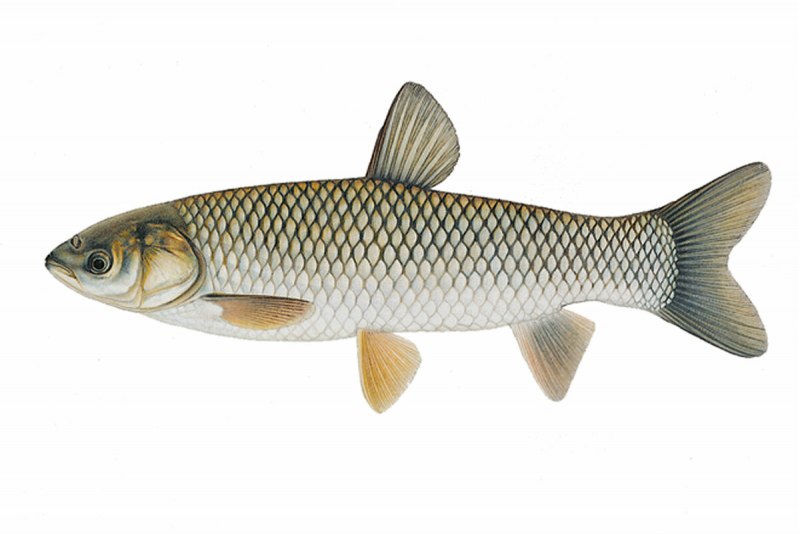 Белый Амур (Ctenopharyngodon Idella)