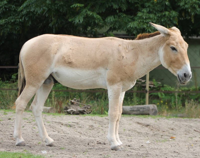 Сирийский Кулан