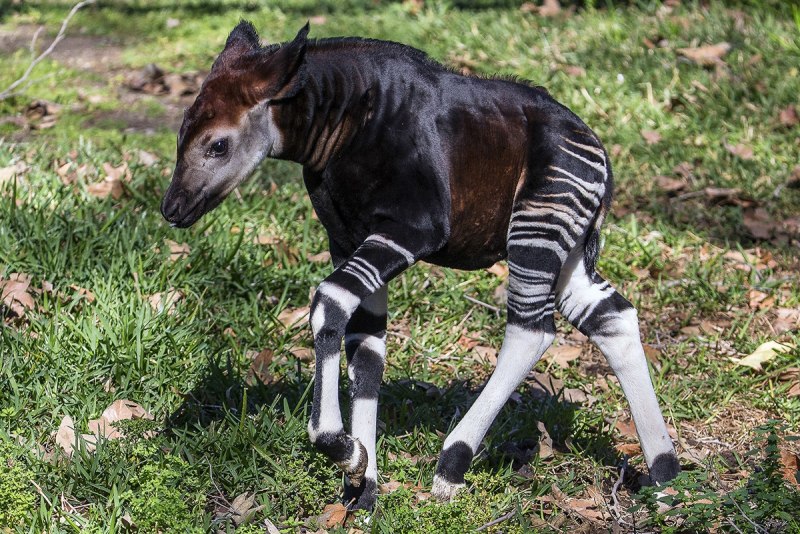 Кианг (Equus Kiang)
