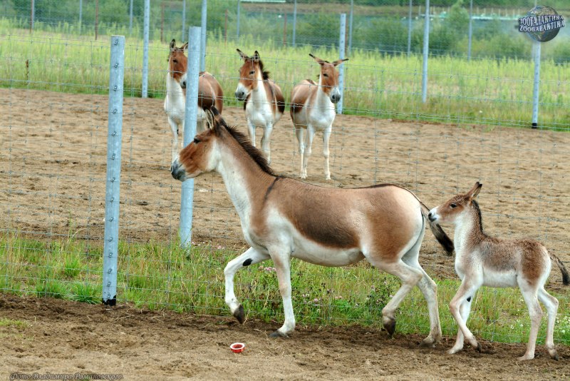 Осел Кулан и самка
