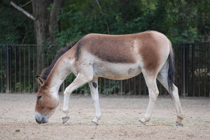 Equus hemionus