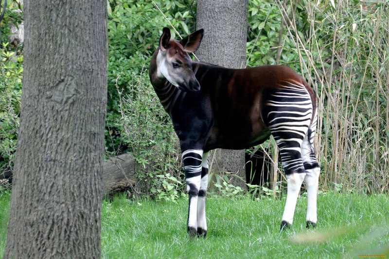 Кулан Equus hemionus