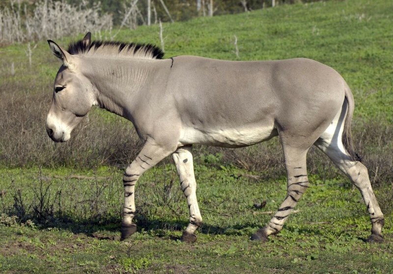 Кианг осел