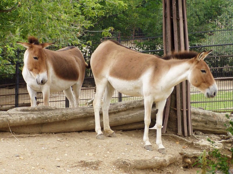 Рога козла