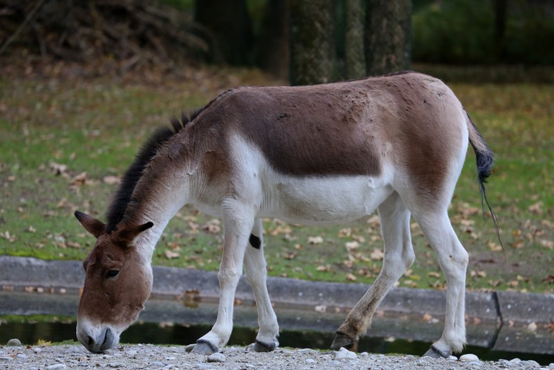 Equus hemionus