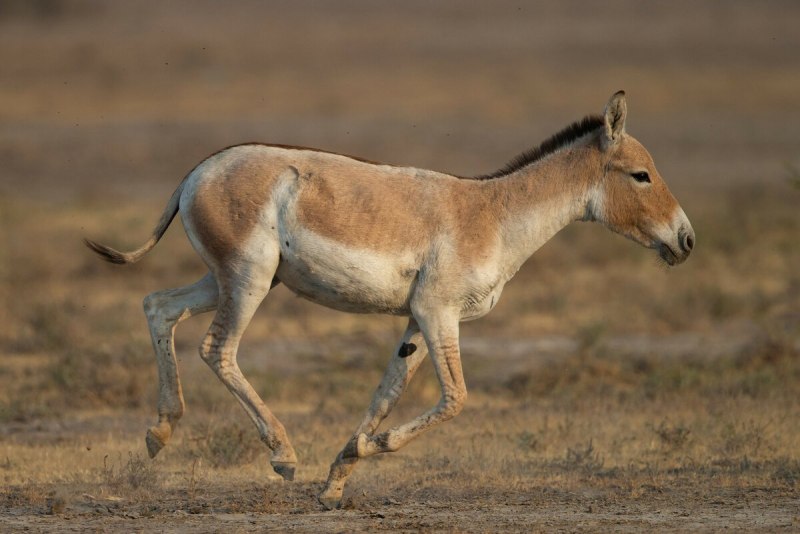 Кулан Equus hemionus