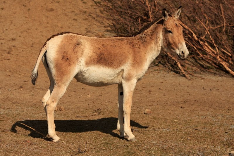 Сирийский Кулан
