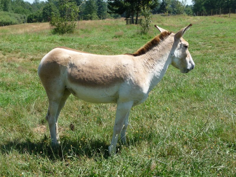 Кианг Китай