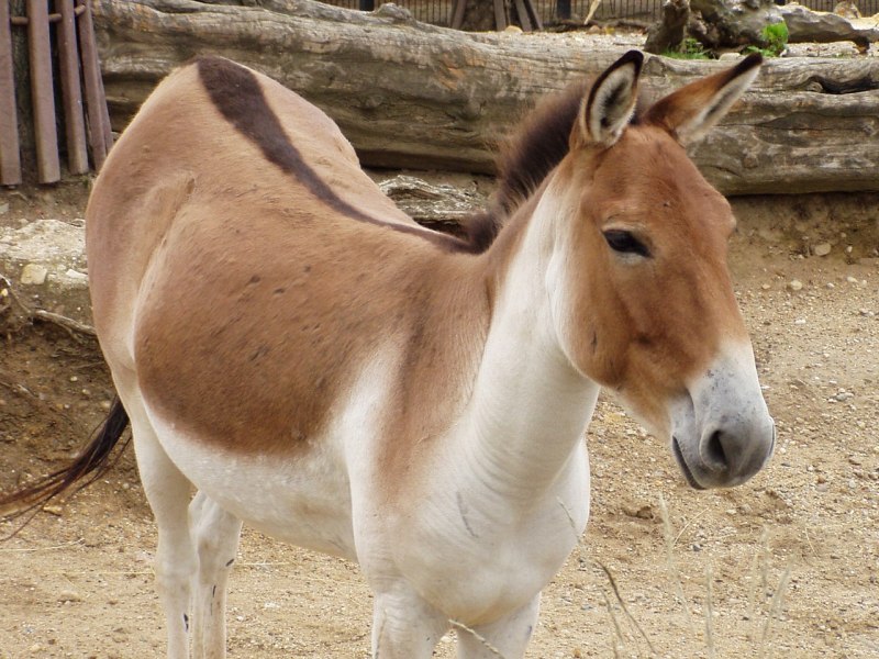 Персидский Кулан - Equus hemionus Onage