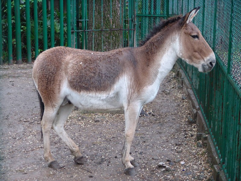 Тибетский Кулан