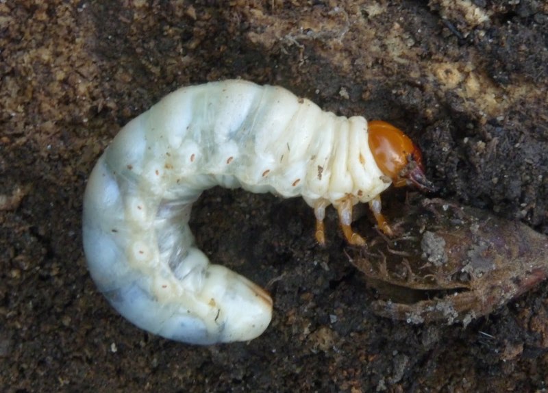 Lucanus Cervus Judaicus