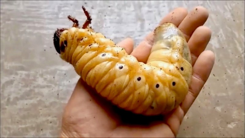 Жук Геркулес личинка гигантская