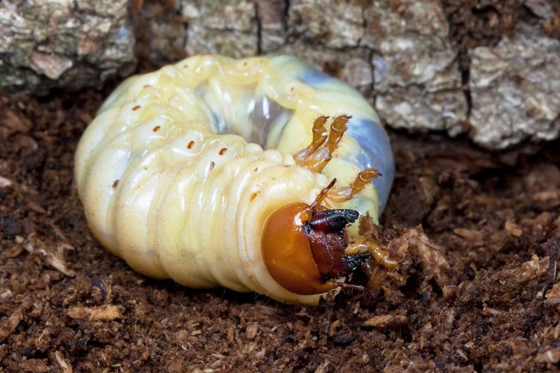 Жук личинка Pupa