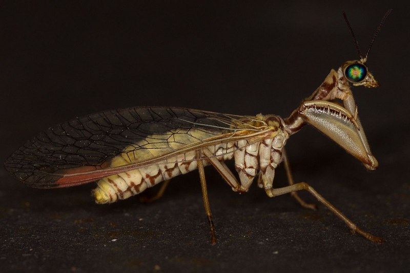 Mantispa styriaca