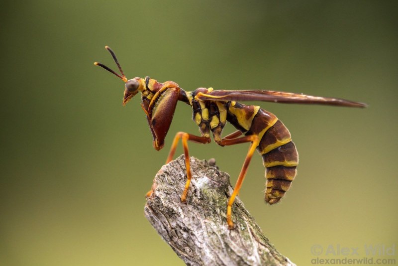 Мантиспида Climaciella brunnea