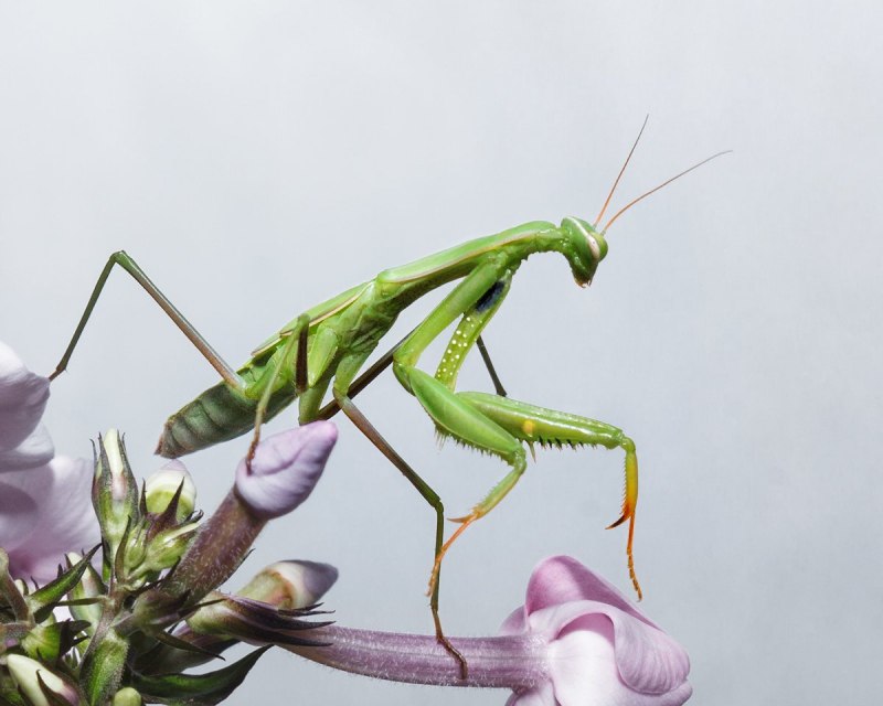 Larvae Neuroptera