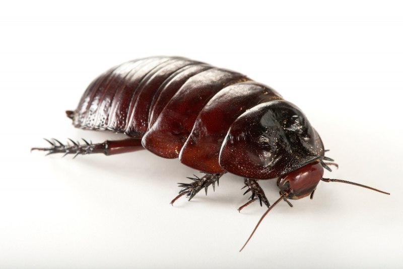 Таракан Megaloblatta blaberoides