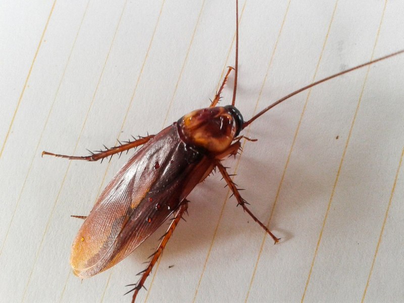 Blatta orientalis таракан