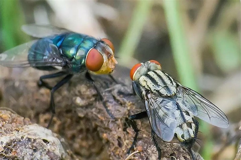 Fly Муха
