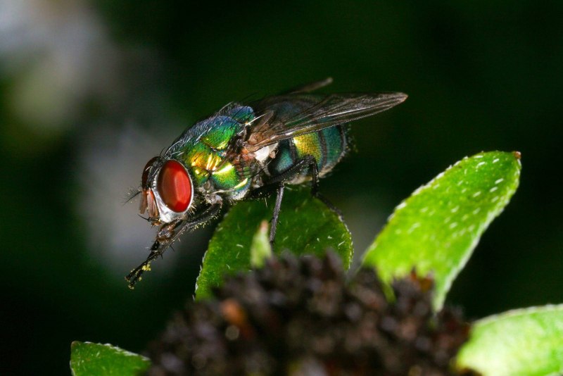 Lucilia sericata