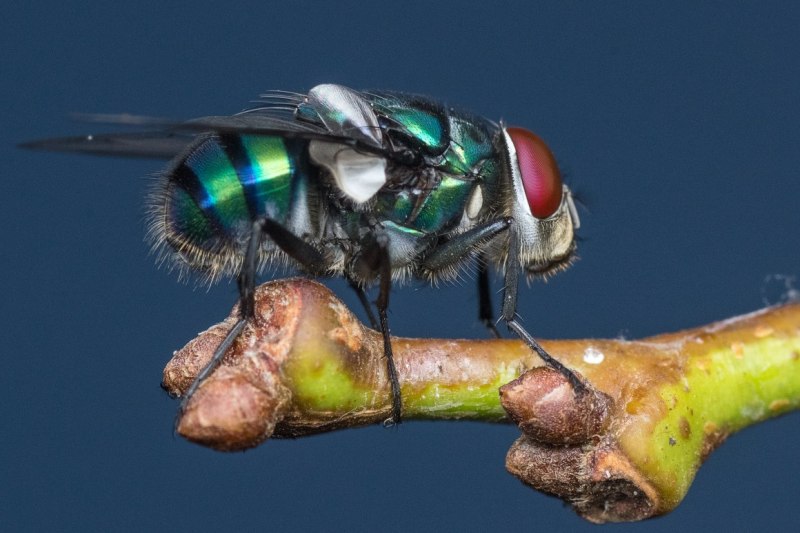 Helaeomyia petrolei