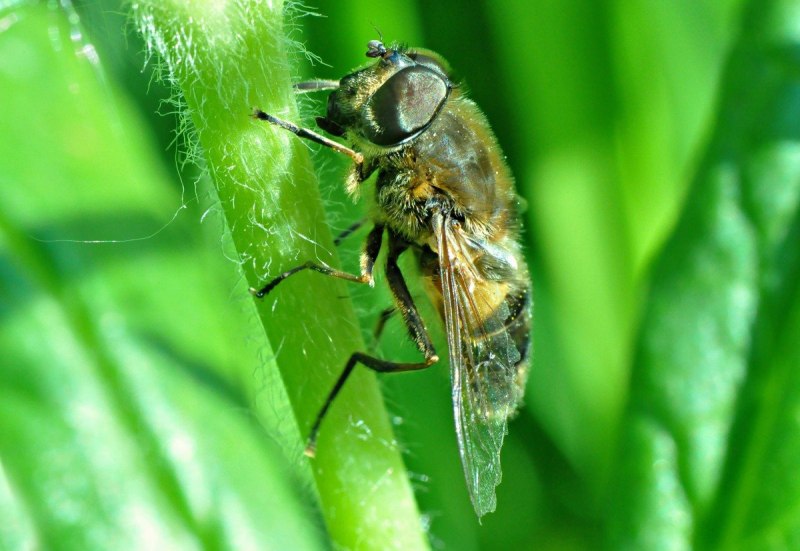 Синяя мясная Муха Calliphora