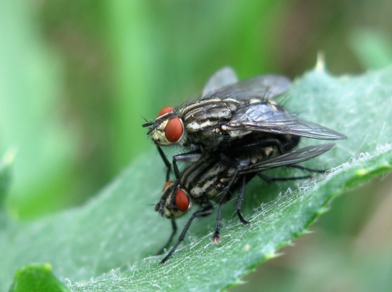 Cryptolucilia cornicina
