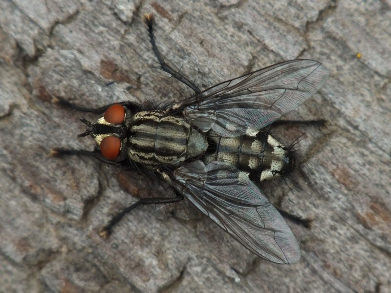 Dolichopodidae личинки
