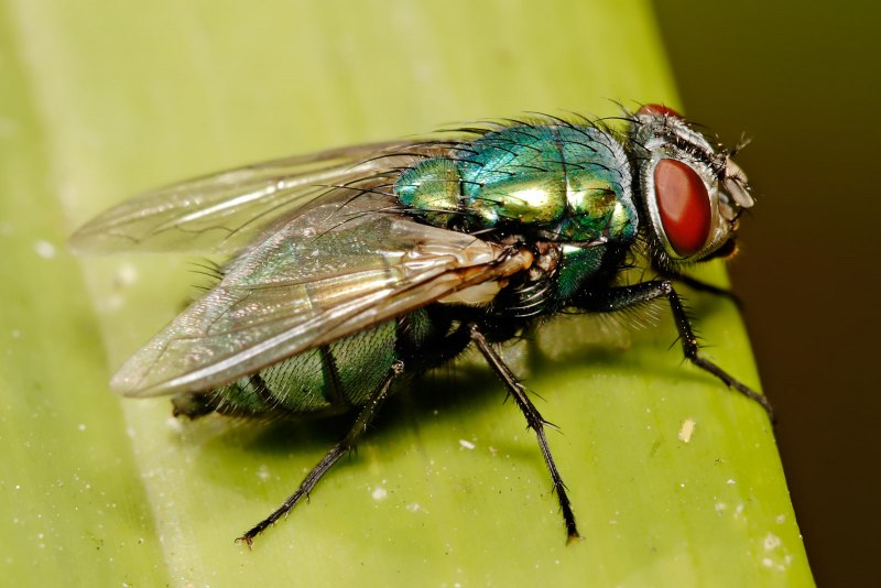 Падальная Муха Calliphora