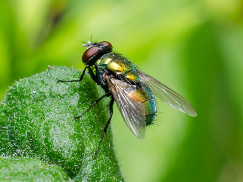 Melanophora roralis Муха