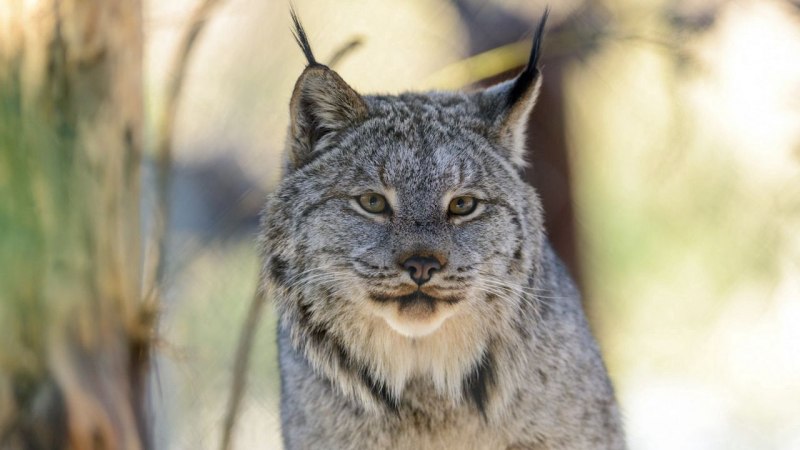 Planet Zoo animals Lynx