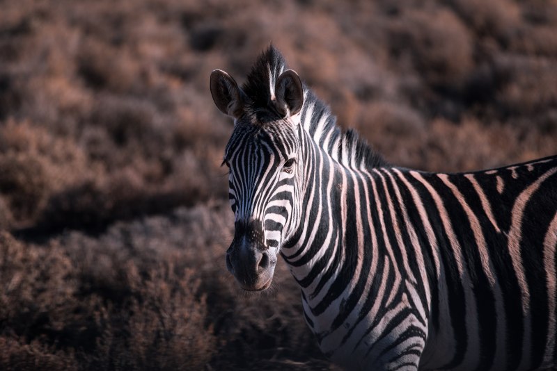 Пятнистая зебра (54 фото)