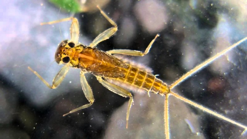 Личинки поденок (Ephemeroptera)